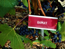 Gamay