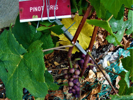 Pinot Gris