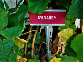 Sylvaner