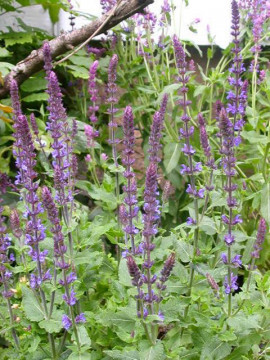 Stäppsalvia